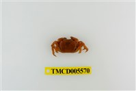 藏品(絨毛折顎蟹)的圖片